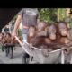 Rescued Animals Get To Be FREE for the FIRST TIME | The Dodo Showcase
