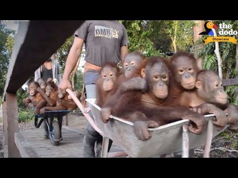 Rescued Animals Get To Be FREE for the FIRST TIME | The Dodo Showcase