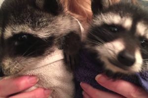 Rescued Baby Raccoons / Bottle Feeding & Playing / Cute Animals Overload