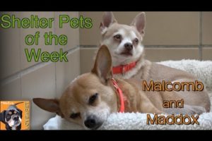 Rescued Chihuahua Brothers Need a Home Together: Meet our Shelter Pets of the Week