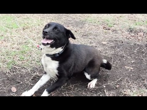 Rescued Dog Sees New Home for the First Time | PETA Animal Rescues