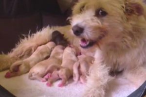 Rescued Stray Dog Has THE CUTEST Puppies | The Dodo