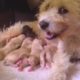 Rescued Stray Dog Has THE CUTEST Puppies | The Dodo