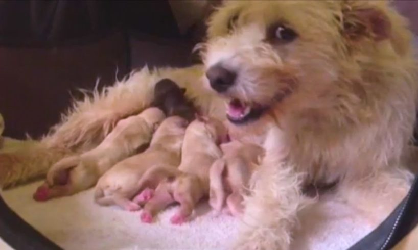 Rescued Stray Dog Has THE CUTEST Puppies | The Dodo