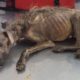 Rescued Street Dog - Unbelievable Transformation