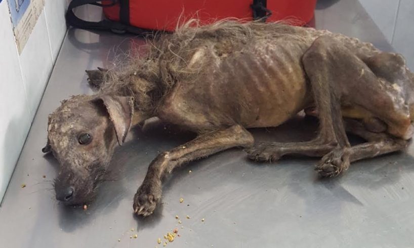 Rescued Street Dog - Unbelievable Transformation