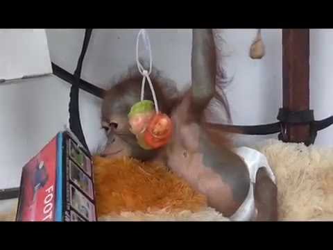Rescued baby orangutan Didik continues to improve