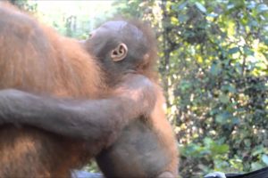 Rescued baby orangutan Udin visits baby school