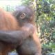 Rescued baby orangutan Udin visits baby school