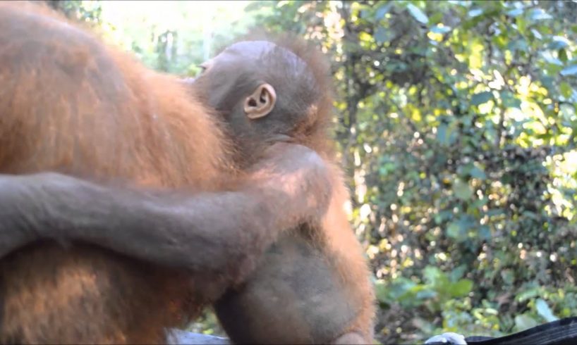 Rescued baby orangutan Udin visits baby school