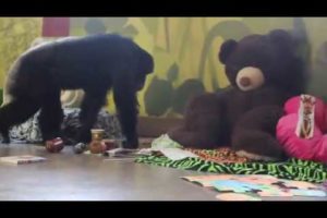 Rescued chimpanzees play with giant stuffed animals