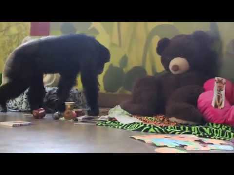 Rescued chimpanzees play with giant stuffed animals