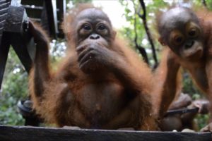 Rescued orangutan Joss makes great progress and joins pre-school