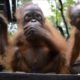 Rescued orangutan Joss makes great progress and joins pre-school