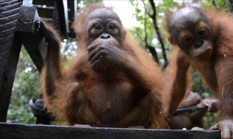 Rescued orangutan Joss makes great progress and joins pre-school