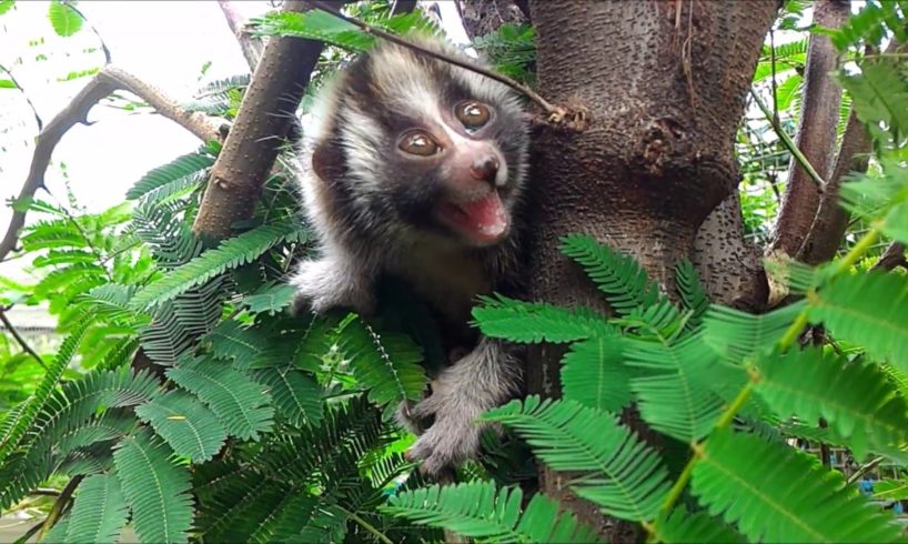 Rescued slow loris learns to climb a tree