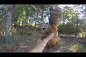 Rescuing a screech owl tangled in fishing line, New Jersey - 09/06/2015