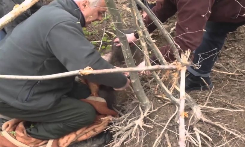 Restoring faith in humanity - Animal rescue compilation