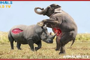Rhino vs Elephant, WIld Boar vs Crocodile, Best Moments Wild Animal Fights - Animal Wild TV