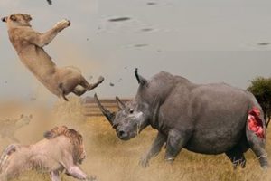Rhino vs Lion Fight   Most Amazing Wild african animals Attacks   Animal Fights HD