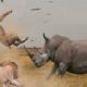 Rhino vs Lion Fight   Most Amazing Wild african animals Attacks   Animal Fights HD