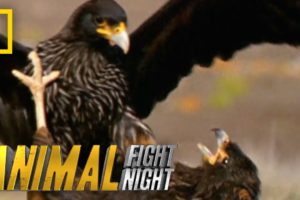 Rooks and Rookies | Animal Fight Night