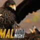 Rooks and Rookies | Animal Fight Night
