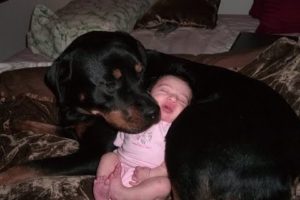 Rottweiler Dogs And Babies Kissing And Playing Happy Together Compilation -  Dog Loves Baby videos