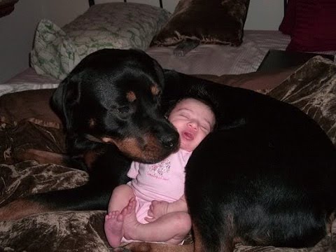 Rottweiler Dogs And Babies Kissing And Playing Happy Together Compilation -  Dog Loves Baby videos