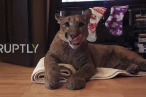 Russia: Couple adopt pet Puma named Messi