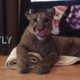 Russia: Couple adopt pet Puma named Messi