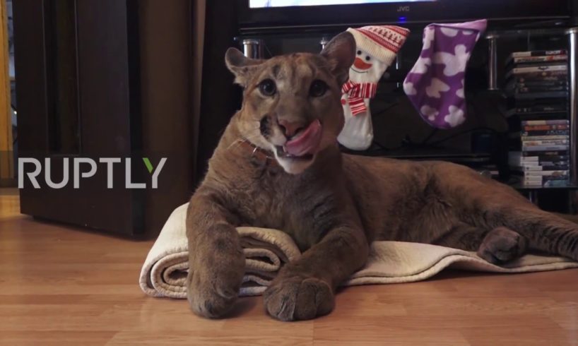 Russia: Couple adopt pet Puma named Messi