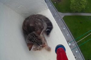 SPCA Rescues Kitten