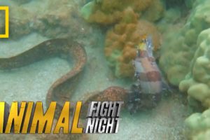 Savage Sea Stalker | Animal Fight Night