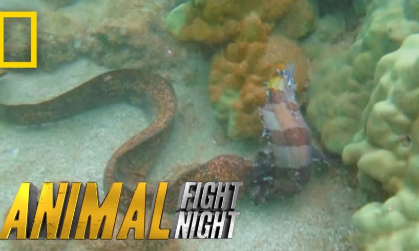 Savage Sea Stalker | Animal Fight Night