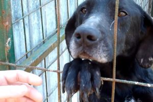 Saving This Homeless Dog And His Friends With The Help Of Some Amazing People