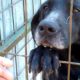 Saving This Homeless Dog And His Friends With The Help Of Some Amazing People