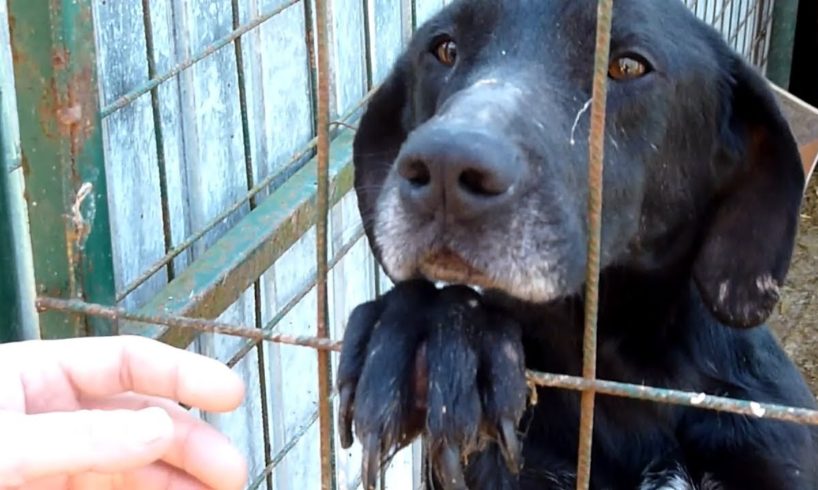 Saving This Homeless Dog And His Friends With The Help Of Some Amazing People