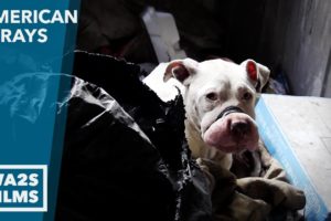 Scared Pit Bull With Mouth Taped Shut Rescued by Animal Cops Detroit - Hope For Dogs | My DoDo