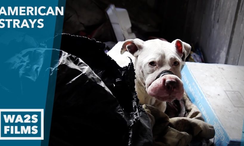 Scared Pit Bull With Mouth Taped Shut Rescued by Animal Cops Detroit - Hope For Dogs | My DoDo