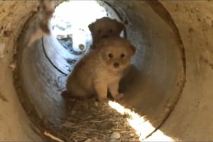 Scared Puppies Rescued from a Pipe