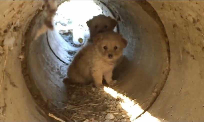 Scared Puppies Rescued from a Pipe