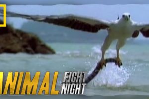 Sea Eagle vs. Sea Snake | Animal Fight Night