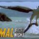 Sea Eagle vs. Sea Snake | Animal Fight Night
