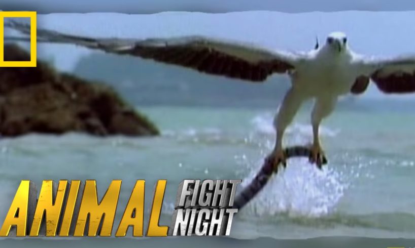 Sea Eagle vs. Sea Snake | Animal Fight Night