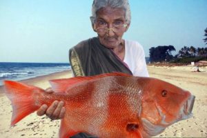 Sea Fish Recipe | Big Fish Recipe By Granny Mastanamma
