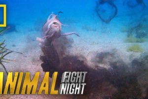 See the Cuttlefish's Incredible Offensive Strategy | Animal Fight Night