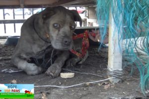 Senior blind Pit Bull waited his whole life for this rescue!