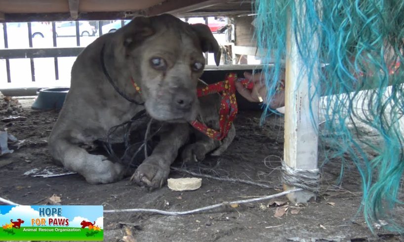 Senior blind Pit Bull waited his whole life for this rescue!