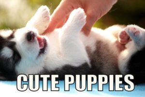 Seven Super Cute Puppies But Can You Pick Just One?